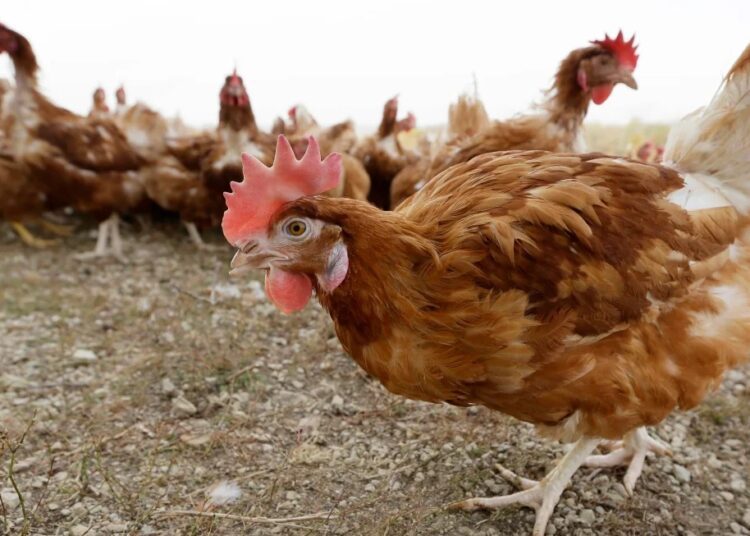Bird flu case forces killing of 5.3 million chickens in Iowa 1 - Egyptian Gazette A file photo shows cage-free chickens walk in a fenced pasture at an organic farm near Waukon, Iowa on Oct. 21, 2015.