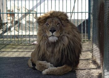 Simba the lion, wolf safely evacuated from war-torn Ukraine