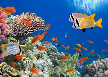 Sharm glowing, despite difficulties