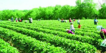 State keen on boosting agricultural crops