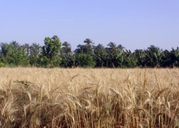 EAEA seeks to approve 2 new wheat species for increasing production