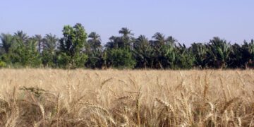 EAEA seeks to approve 2 new wheat species for increasing production