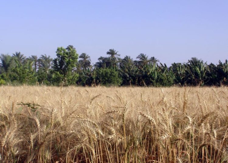 EAEA seeks to approve 2 new wheat species for increasing production 2 - Egyptian Gazette EAEA seeks to approve 2 new wheat species for increasing production 1 - Egyptian Gazette