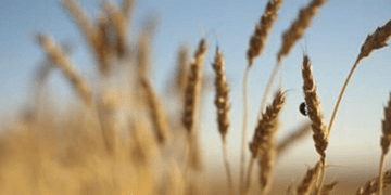 War could halt crop exports from Ukraine, says presidential adviser