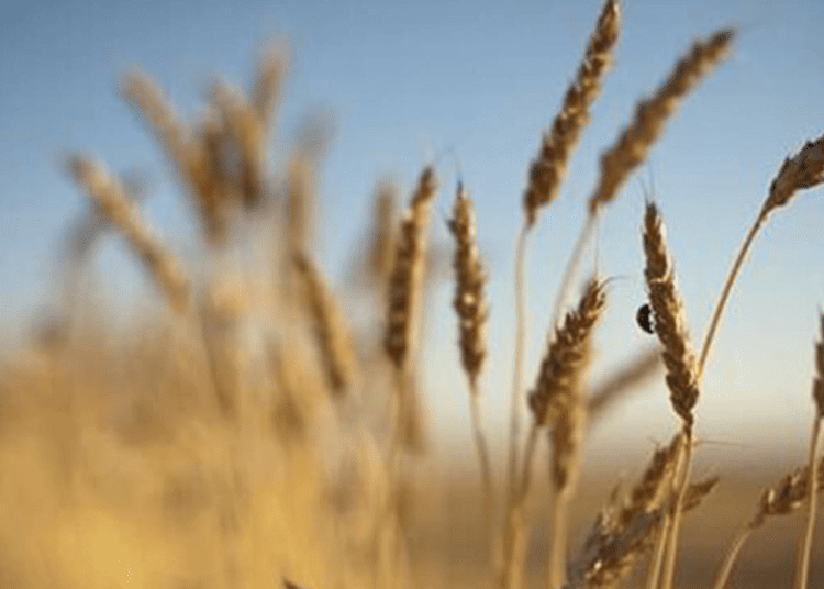 Ukraine may not produce enough crops to export if this year's sowing campaigns are disrupted by Russia's military operation, presidential adviser Oleh Ustenko said in a televised interview on Saturday.