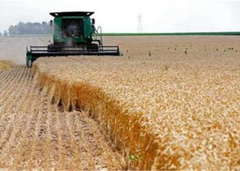 NSPO director general: Wheat as strategic commodity represents top priority for Egypt