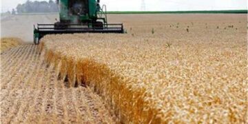 NSPO director general: Wheat as strategic commodity represents top priority for Egypt
