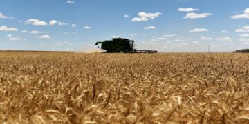 ‘US wheat supply outlook rises as exports fall’