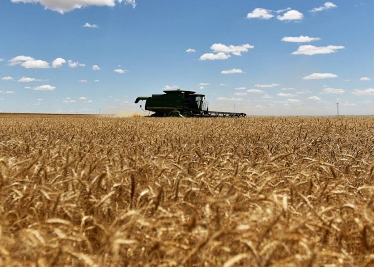 A combine harvests winter wheat in Corn, Oklahoma, US.