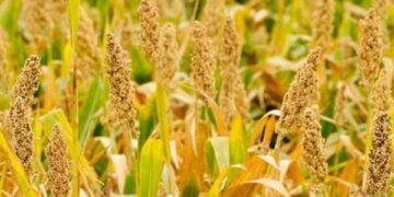 UN declares 2023 International Year of Millets