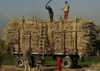 More than 6 million tons of sugarcane supplied so far – ministry