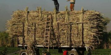 More than 6 million tons of sugarcane supplied so far – ministry