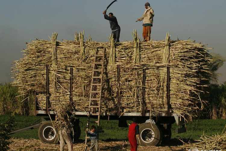 More than 6 million tons of sugarcane supplied so far – ministry 2 - Egyptian Gazette More than 6 million tons of sugarcane supplied so far – ministry 1 - Egyptian Gazette