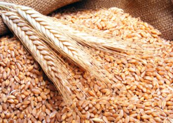 State keen on boosting local wheat cultivation to attain self-sufficiency