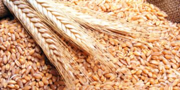 State keen on boosting local wheat cultivation to attain self-sufficiency