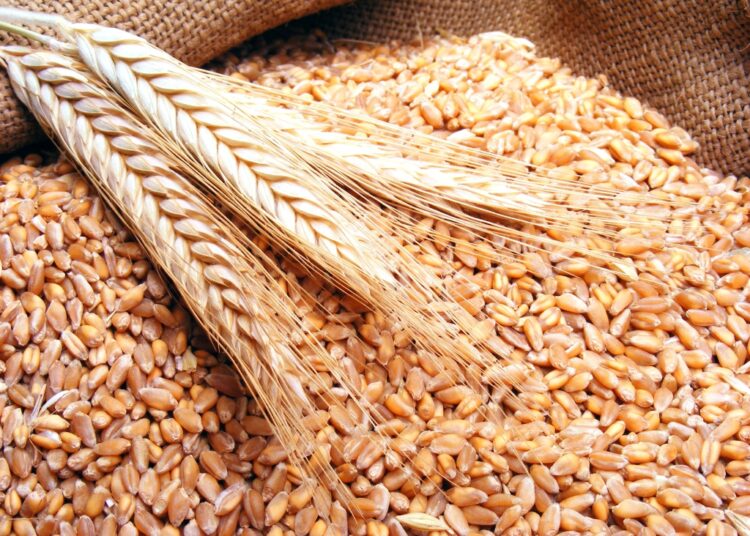 State keen on boosting local wheat cultivation to attain self-sufficiency 1 - Egyptian Gazette