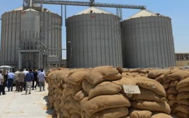 Wheat stock enough for nearly 4 months - supply minister 2 - Egyptian Gazette Wheat stock enough for nearly 4 months - supply minister 1 - Egyptian Gazette