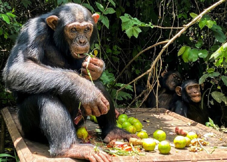 Kisangani, a chimpanzee which arrived in 2017 from Kisangani, eats at the Lwiru Primates Rehabilitation Centre, in South Kivu, Democratic Republic of Congo on April 7, 2022.