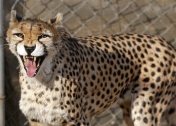 Rare birth of Asiatic cheetah cubs in Iran
