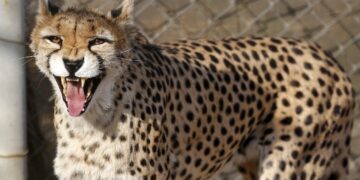 Rare birth of Asiatic cheetah cubs in Iran