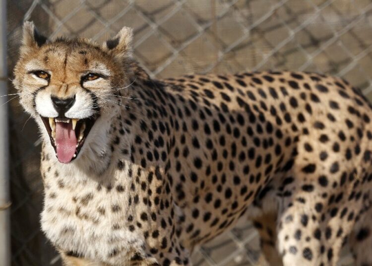 In this file picture taken in October 2017 a female Asiatic Cheetah named Dalbar snarls at visitors to the Pardisan Park in Tehran.