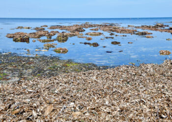 ‘Lungs of the Mediterranean’ at risk