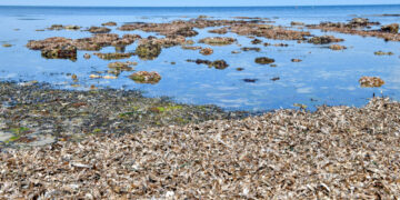 'Lungs of the Mediterranean’ at risk 1 - Egyptian Gazette ‘Lungs of the Mediterranean’ at risk