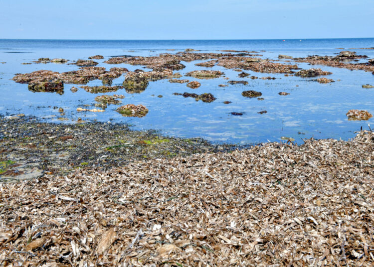 'Lungs of the Mediterranean’ at risk 1 - Egyptian Gazette A picture shows marine plants, from the Posidonia genus, on a beach in Monastir on March 21, 2022. - Under the Mediterranean waters off Tunisia, gently-waving green seagrass meadows provide vital marine habitats for the fishing fleets and an erosion buffer for the beaches the tourism industry depends on. (Photo by Fethi Belaid / AFP)