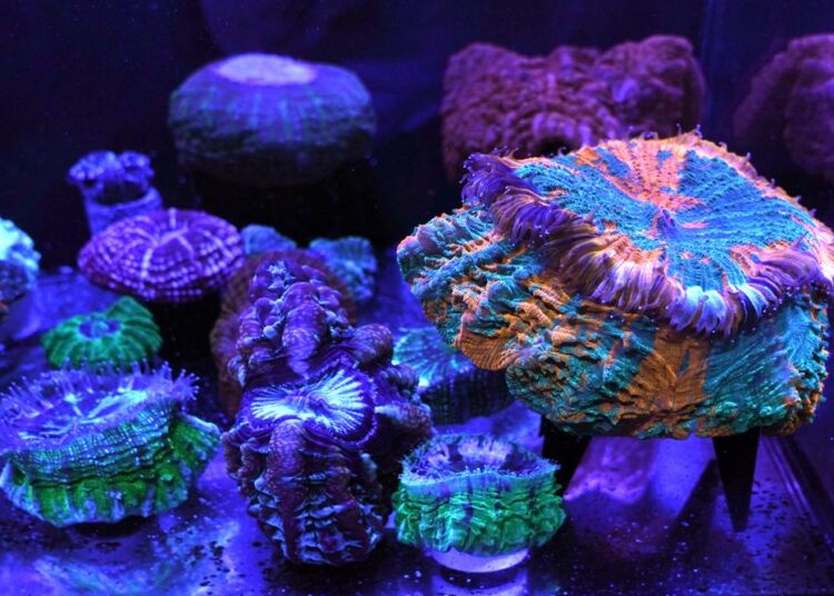 Coral reefs provide stunning images of a world under assault 1 - Egyptian Gazette A variety of fluorescent and fleshy solitary stony corals are on display at the Coral Morphologic lab, Wednesday, March 2, 2022, in Miami. Coral Morphologic was founded by marine biologist Colin Foord and musician J.D. McKay to raise awareness about dying coral reefs, presenting the issue through science and art.