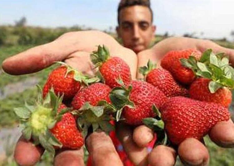 Egypt's food exports increase to 1.04 billion dollars in first quarter of 2022 - official 2 - Egyptian Gazette Egypt's food exports increase to 1.04 billion dollars in first quarter of 2022 - official 1 - Egyptian Gazette