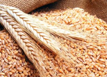 Wheat stock enough for nearly 5.7 months – supply minister