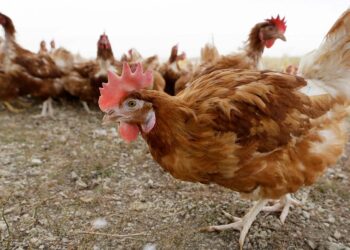 Bird flu outbreak waning but threat of virus lingers