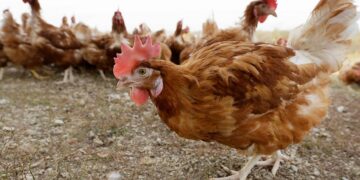Bird flu outbreak waning but threat of virus lingers
