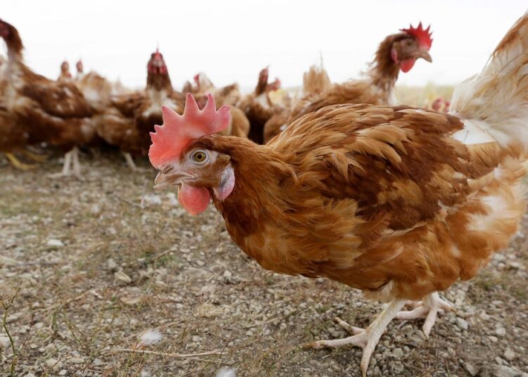 Bird flu outbreak waning but threat of virus lingers 1 - Egyptian Gazette Chickens walk in a fenced pasture at an organic farm near Waukon, Iowa on Oct. 21, 2015.
