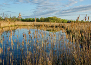 Ukraine helps feed the world – but its farmers, seeds and future are in danger: UK paper