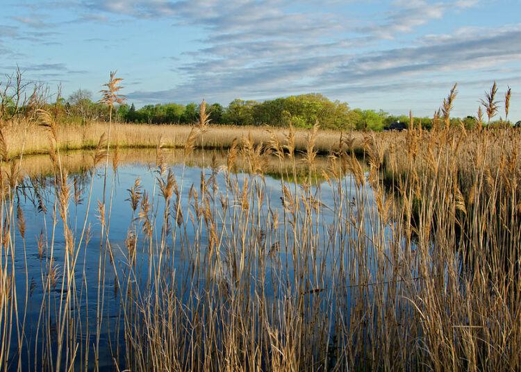 Ukraine helps feed the world - but its farmers, seeds and future are in danger: UK paper 1 - Egyptian Gazette