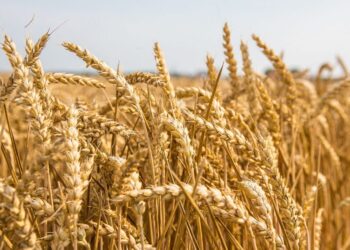 Italy expects wars due to grain shortage