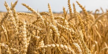 Italy expects wars due to grain shortage