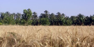 Wheat cultivation projects to save LE20b in 2023 – Supply