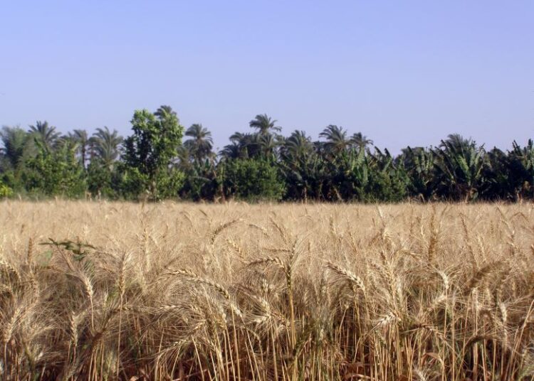 Wheat cultivation projects to save LE20b in 2023 – Supply 1 - Egyptian Gazette