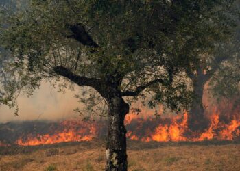 Neglected forests at the mercy of wildfires in Spain, Portugal