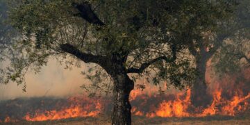 Neglected forests at the mercy of wildfires in Spain, Portugal