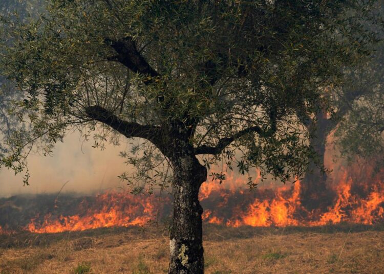 Neglected forests at the mercy of wildfires in Spain, Portugal 1 - Egyptian Gazette