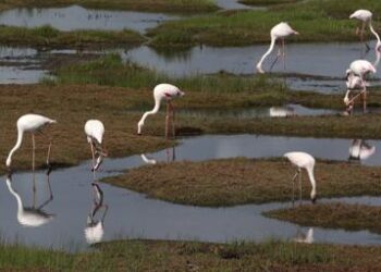 African migratory birds threatened by hot, dry weather