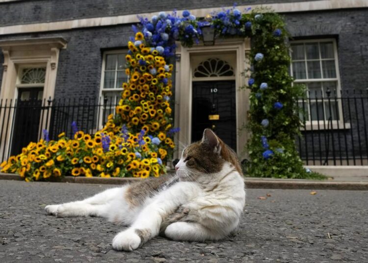 Larry the Cat, Britain's Chief Mouser to the Cabinet Office, sits in front of the flower decoration featuring sunflowers , outside 10 Downing street, in the national Ukrainian colours, on Ukraine Independence Day in London, yesterday.