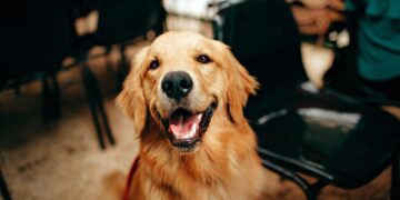 Cynotherapy: When dogs help the healing process