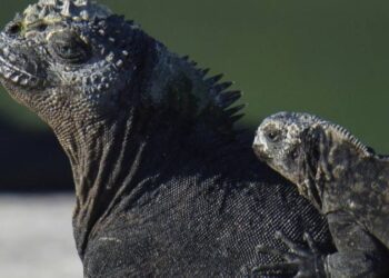 Iguanas reproducing on Galapagos island century after disappearing