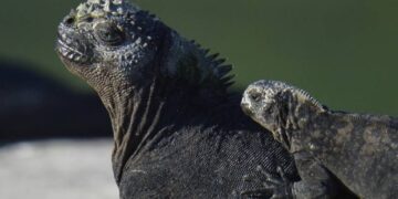 Iguanas reproducing on Galapagos island century after disappearing