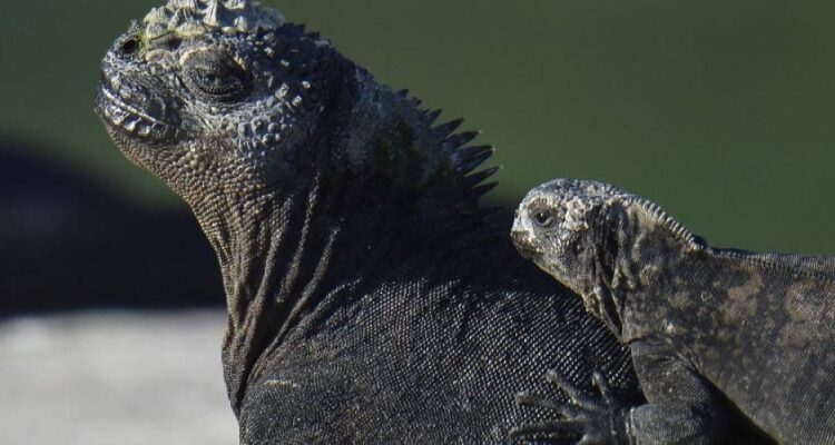 Iguanas reproducing on Galapagos island century after disappearing 1 - Egyptian Gazette