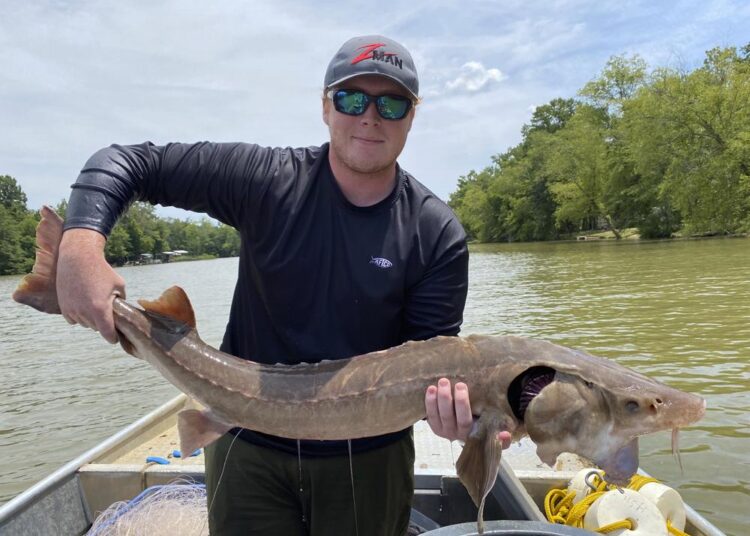 Prehistoric fish may spawn in Georgia: 1st time in 50 years 1 - Egyptian Gazette